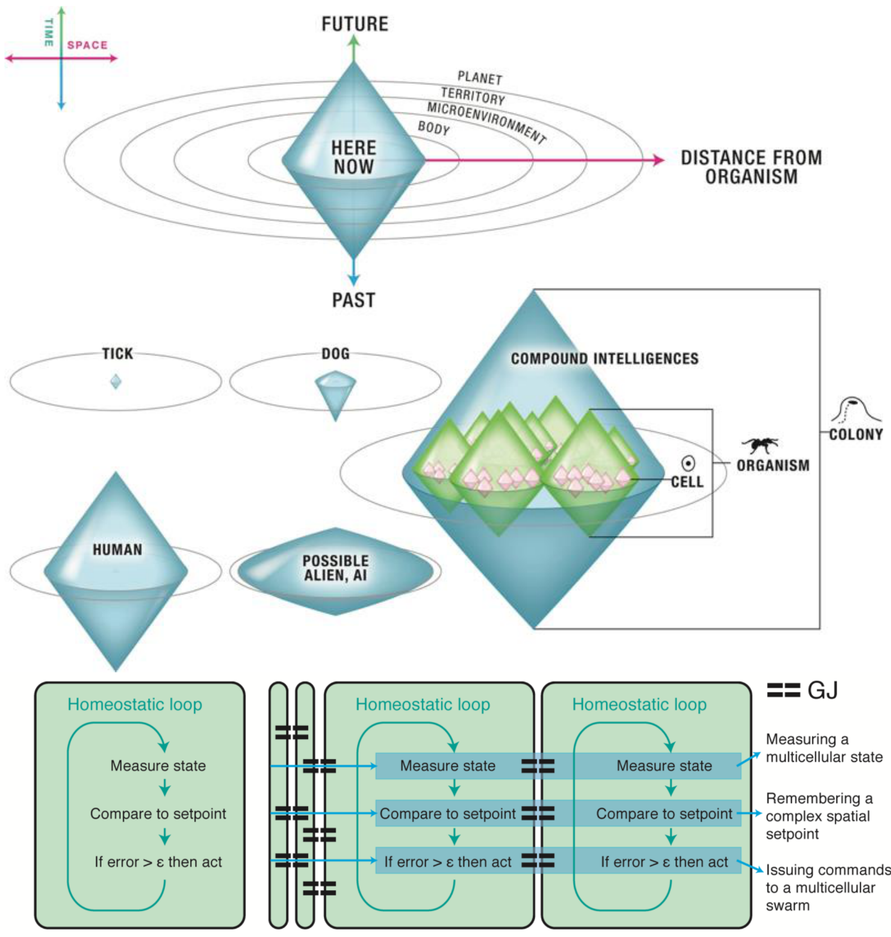 A diagram illustrating cognitive light cones for various agents like cells, organisms, and colonies, showing how they scale in space and time. Below, a flowchart shows how homeostatic loops connect via gap junctions to form larger cognitive boundaries.