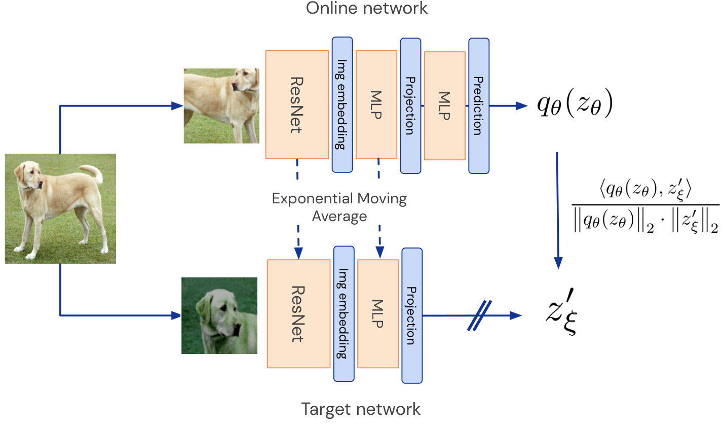 Diagram of the BYOL architecture showing online and target networks processing two different views of an image. The online network includes a ResNet encoder, a projector MLP, and a predictor MLP. The target network includes a ResNet encoder and a projector MLP, with its weights updated via an exponential moving average of the online network's encoder and projector weights. The online network's prediction is compared to the target network's projection using a cosine similarity loss.