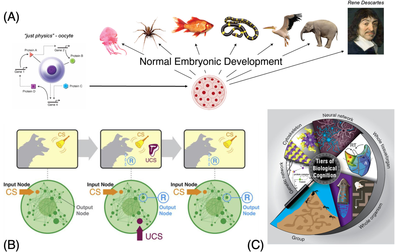 A diagram illustrating the self-assembly of conscious beings from biological matter. Section A shows the progression from a single oocyte through embryonic development into diverse complex organisms like insects, fish, and mammals, culminating in a portrait of Rene Descartes. Section B depicts cellular learning through input/output nodes and conditioning. Section C shows a circular 'Tiers of Biological Cognition' diagram ranging from genetic networks to whole organisms.