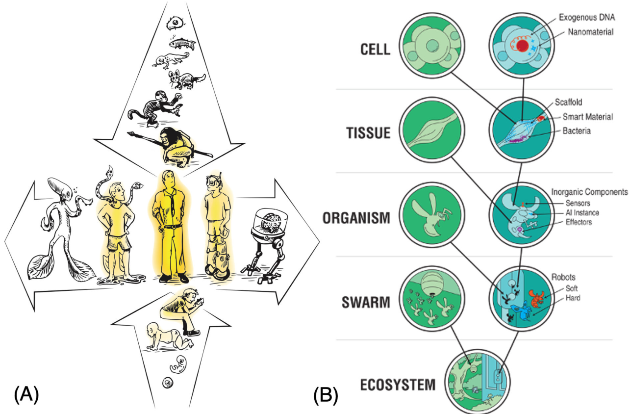 A diagram illustrating the continuum of natural and engineered minds through two axes: one showing evolutionary and developmental progression from single cells to humans, and the other showing a spectrum from natural organisms to robotic and chimeric beings.
