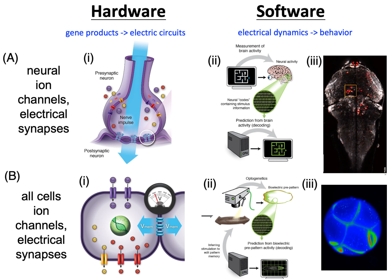 A diagram comparing neural and non-neural cognitive substrates across hardware and software levels.