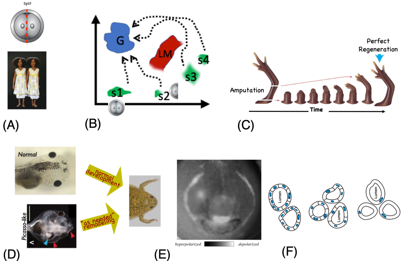Multi-panel diagram illustrating morphogenesis as collective intelligence across different biological examples, including embryo splitting, limb regeneration, tadpole facial remodeling, and kidney tubule formation.