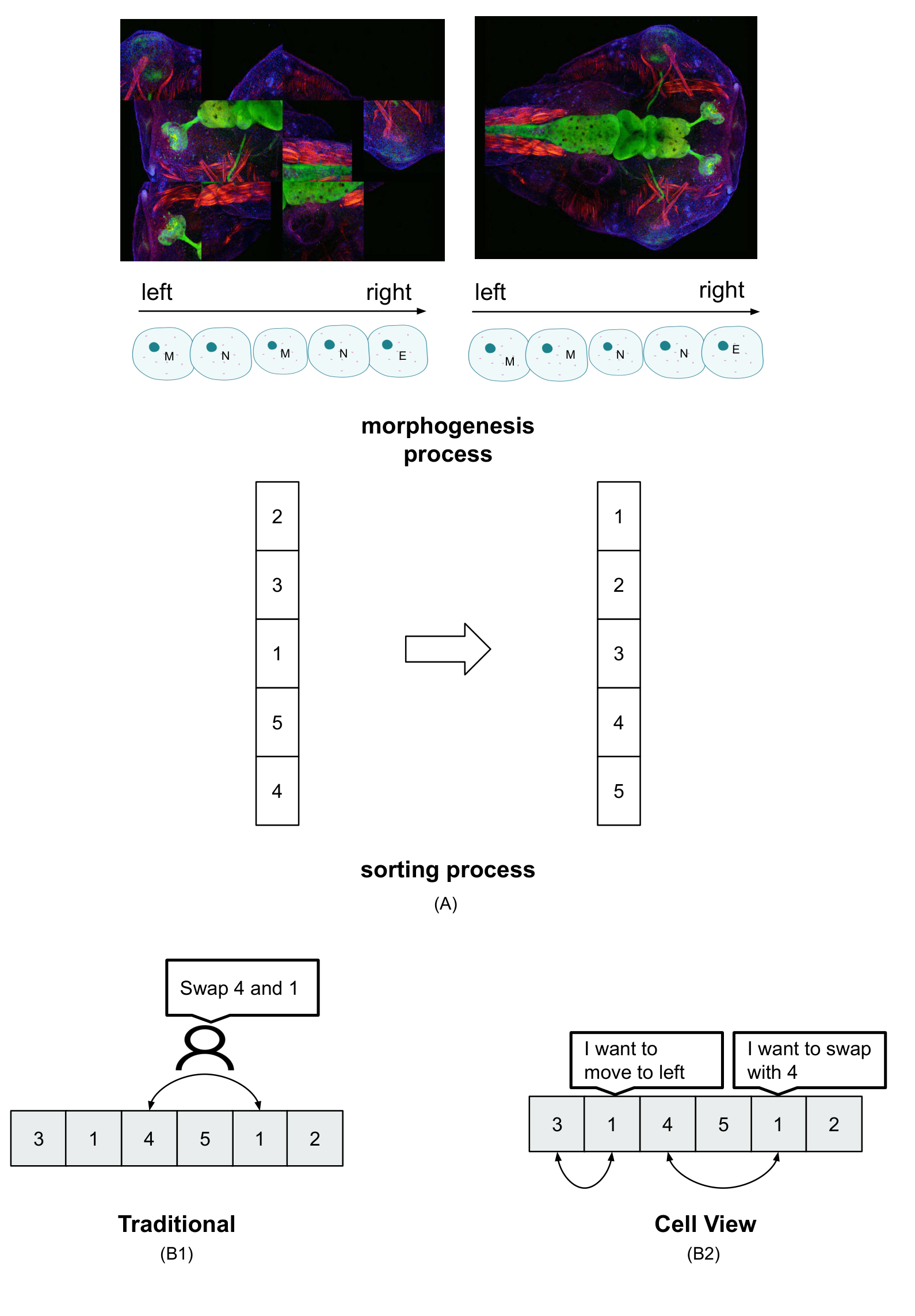 Diagram showing biological images of a planarian and a corresponding schematic comparing a biological morphogenesis process to a computational sorting process. Section A shows an unordered column of numbered cells becoming ordered. Section B compares a "Traditional" global sorting view (swapping 4 and 1) with a decentralized "Cell View" where individual cells decide to move or swap based on local desires.