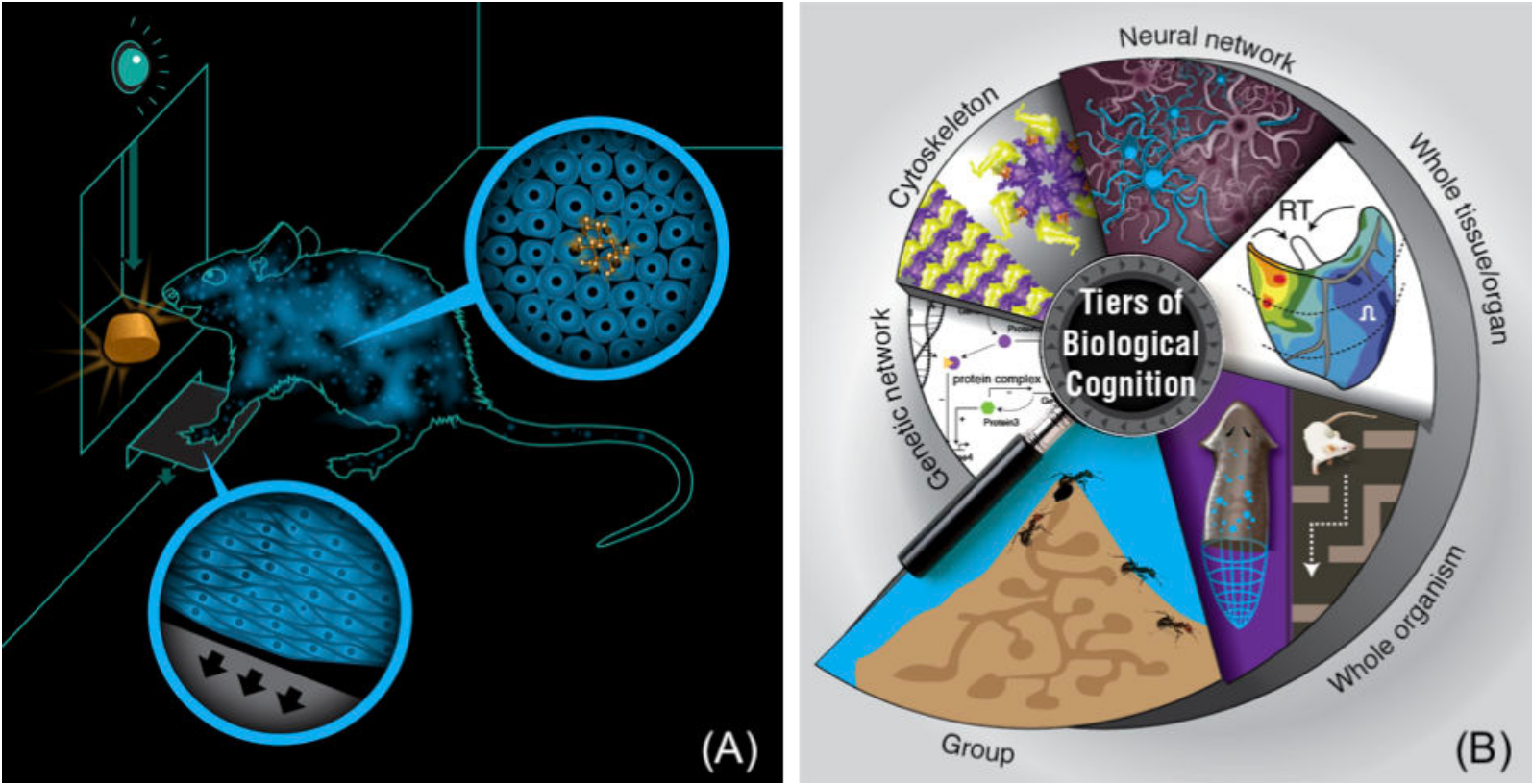 A diagram showing a rat and its internal biological scales, alongside a circular diagram representing the tiers of biological cognition from molecular networks to whole organisms and groups.