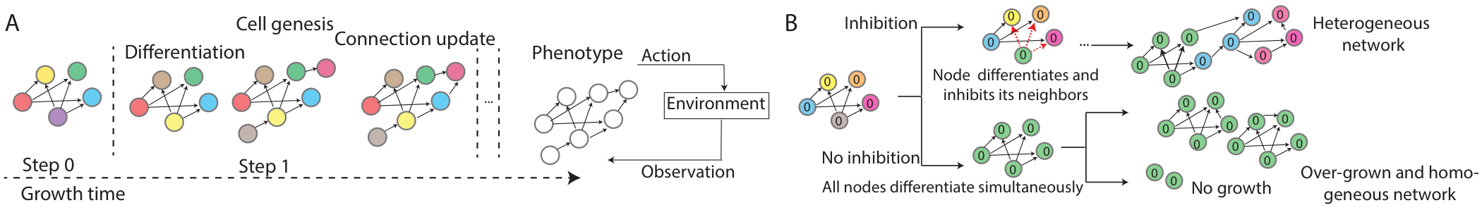 Diagram showing the growth process of a neural network through cell genesis and differentiation, and the mechanism of lateral inhibition which prevents over-growth.
