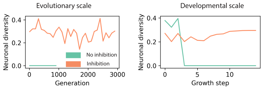 Two line graphs. The left shows neuronal diversity over generations on an evolutionary scale. The right shows diversity over growth steps on a developmental scale. Both compare 'No inhibition' and 'Inhibition' settings.