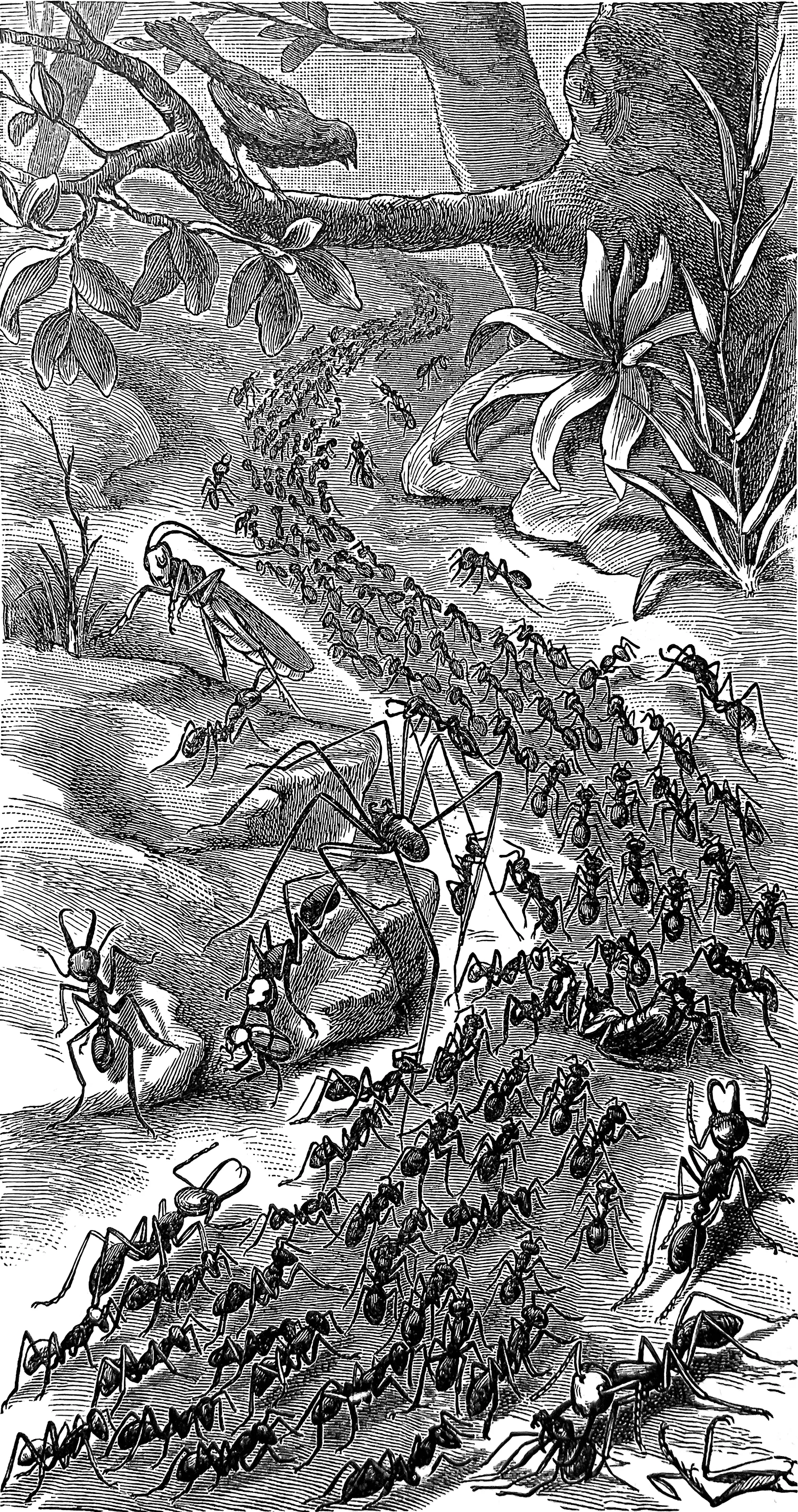 An ant colony.