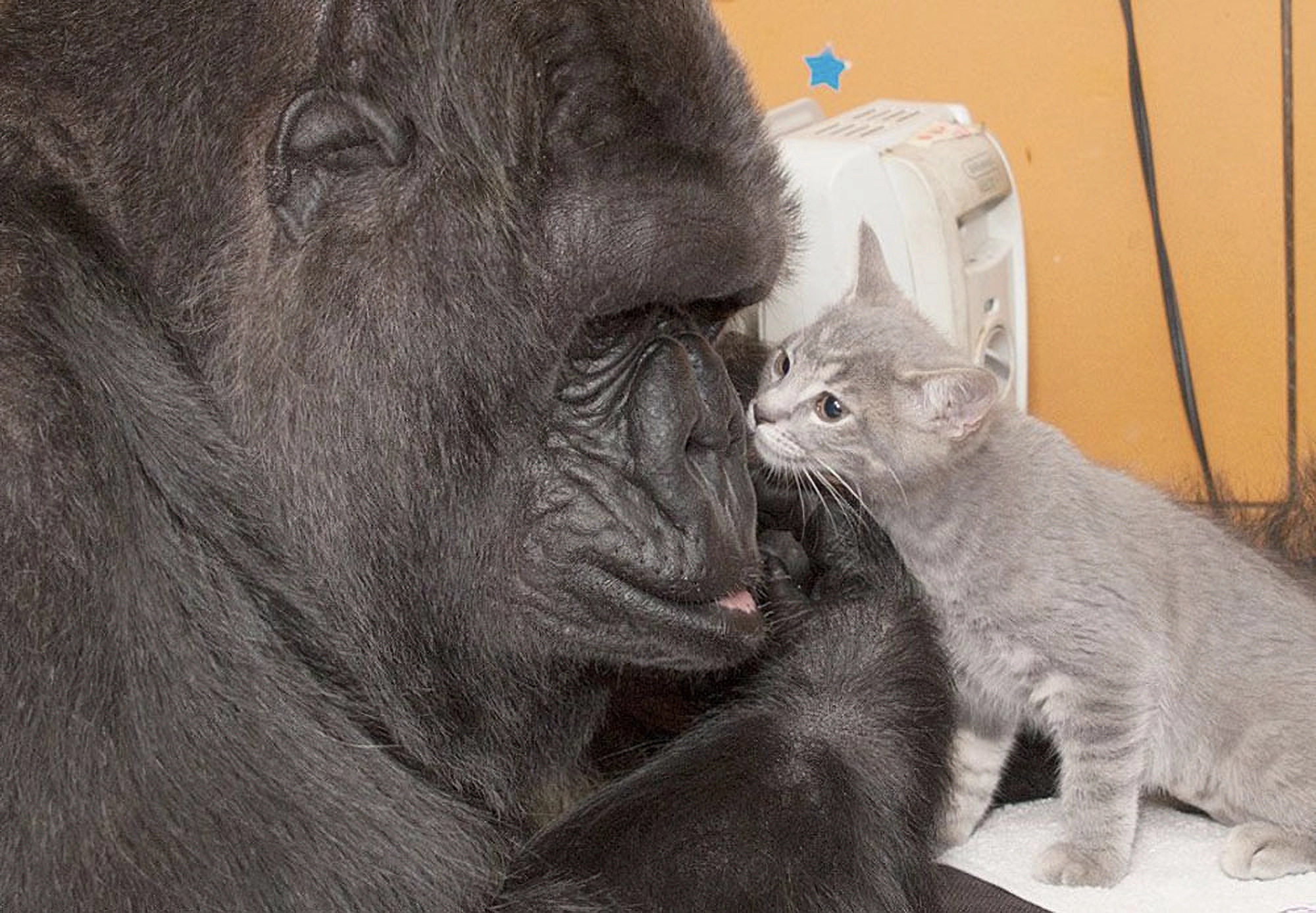 Koko sharing affection with her kitten.