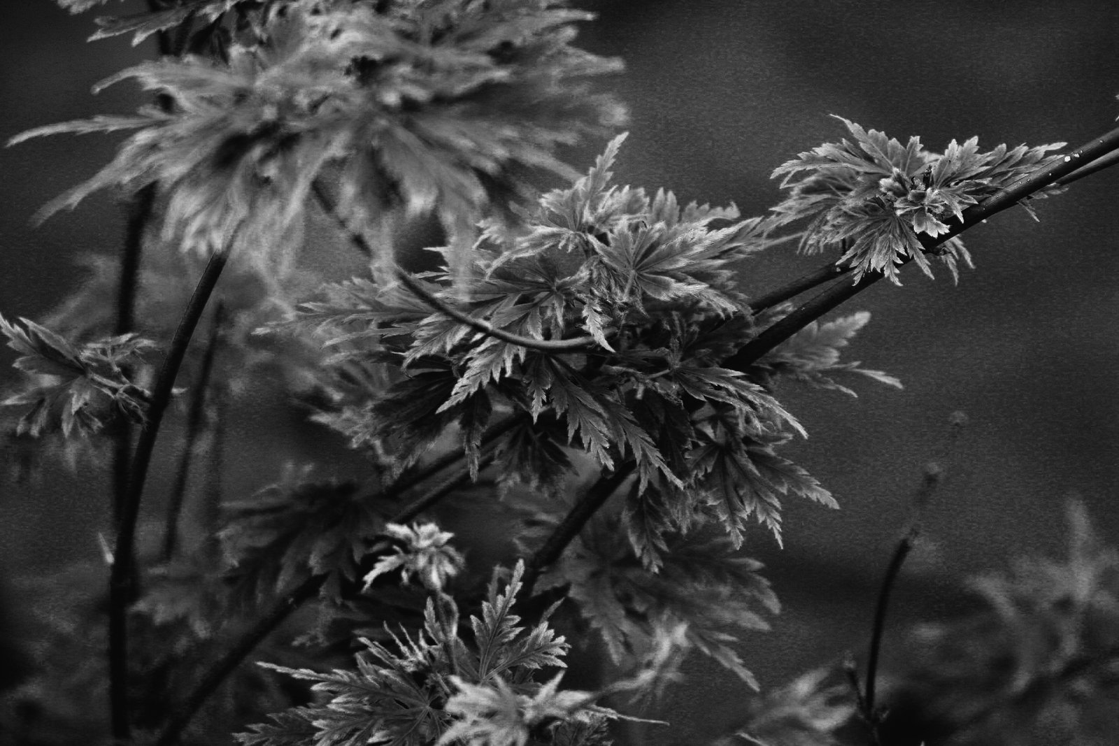 Small things 11