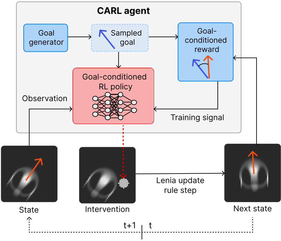 Diagram showing the CARL agent architecture and its interaction with Lenia states. It includes a goal generator, RL policy, and reward system affecting transitions from current to next state through interventions.